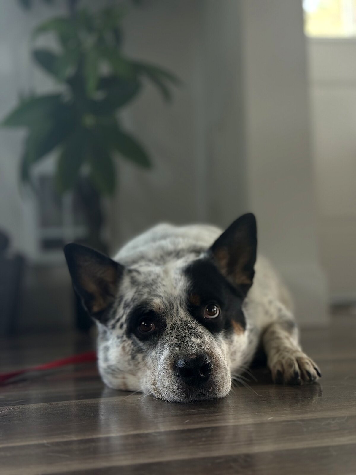 Heeler mix settled quietly at home