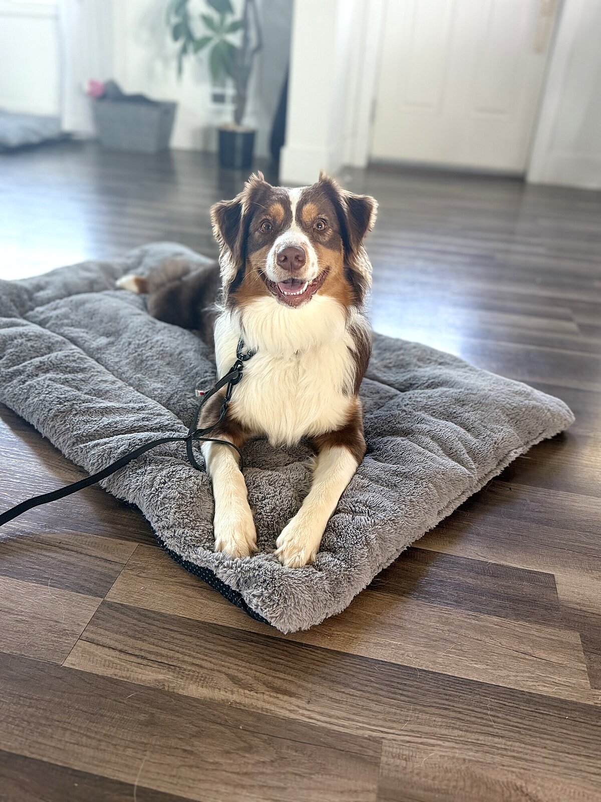 Australian shepherd resting calmly on a place bed during training