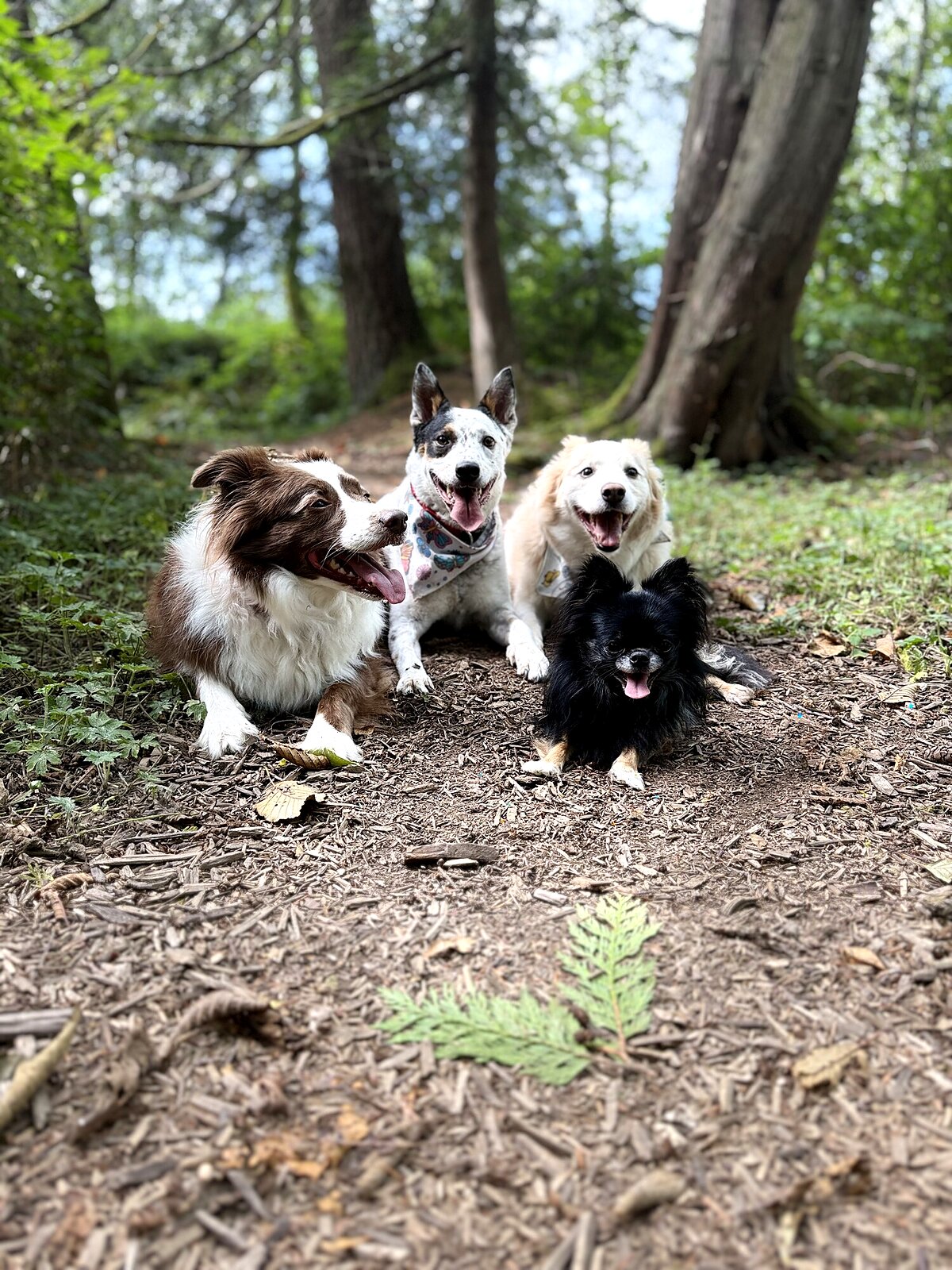 Group of trained dogs relaxed together on a forest trail