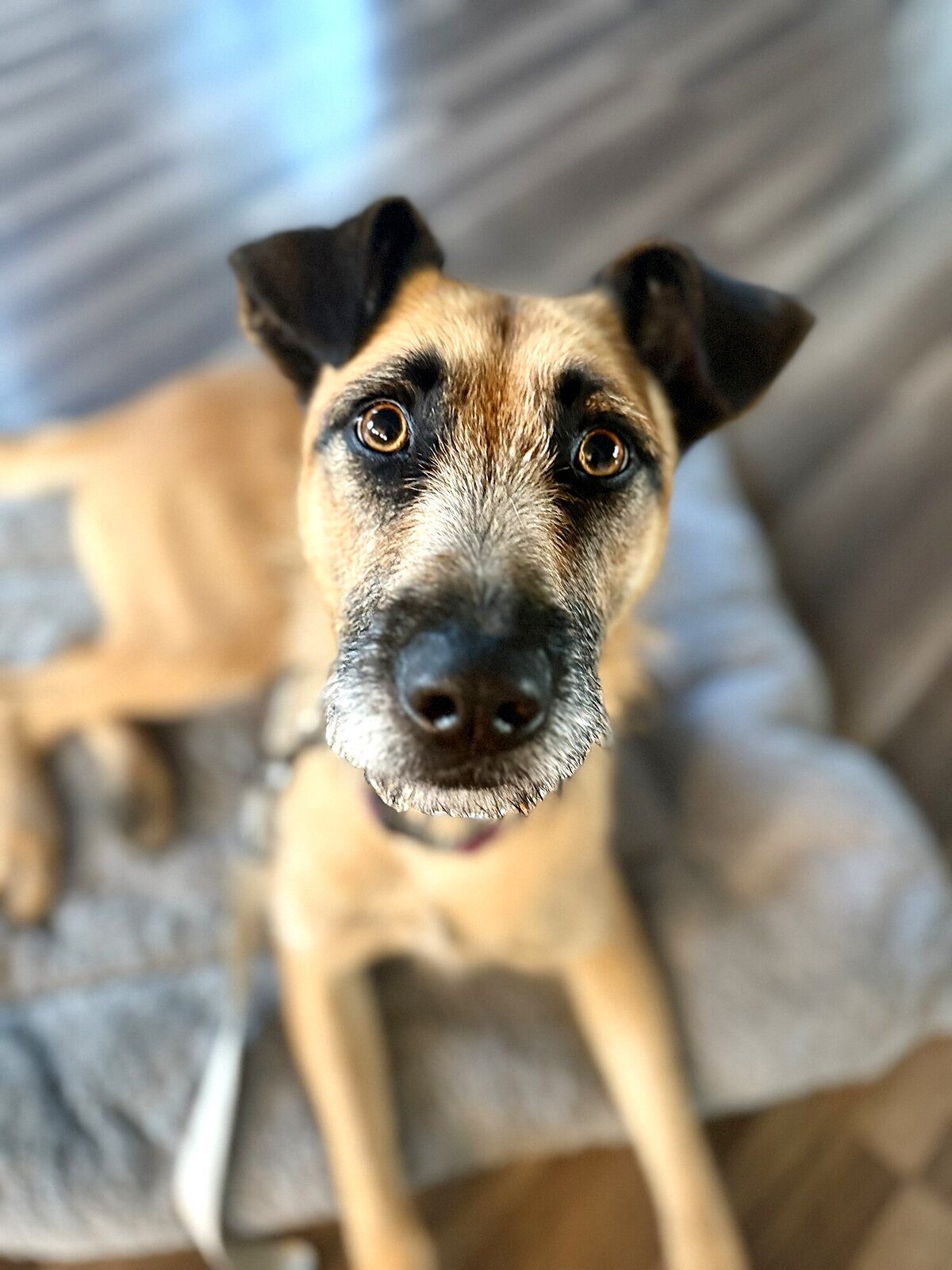 Young shepherd mix making focused eye contact with the camera