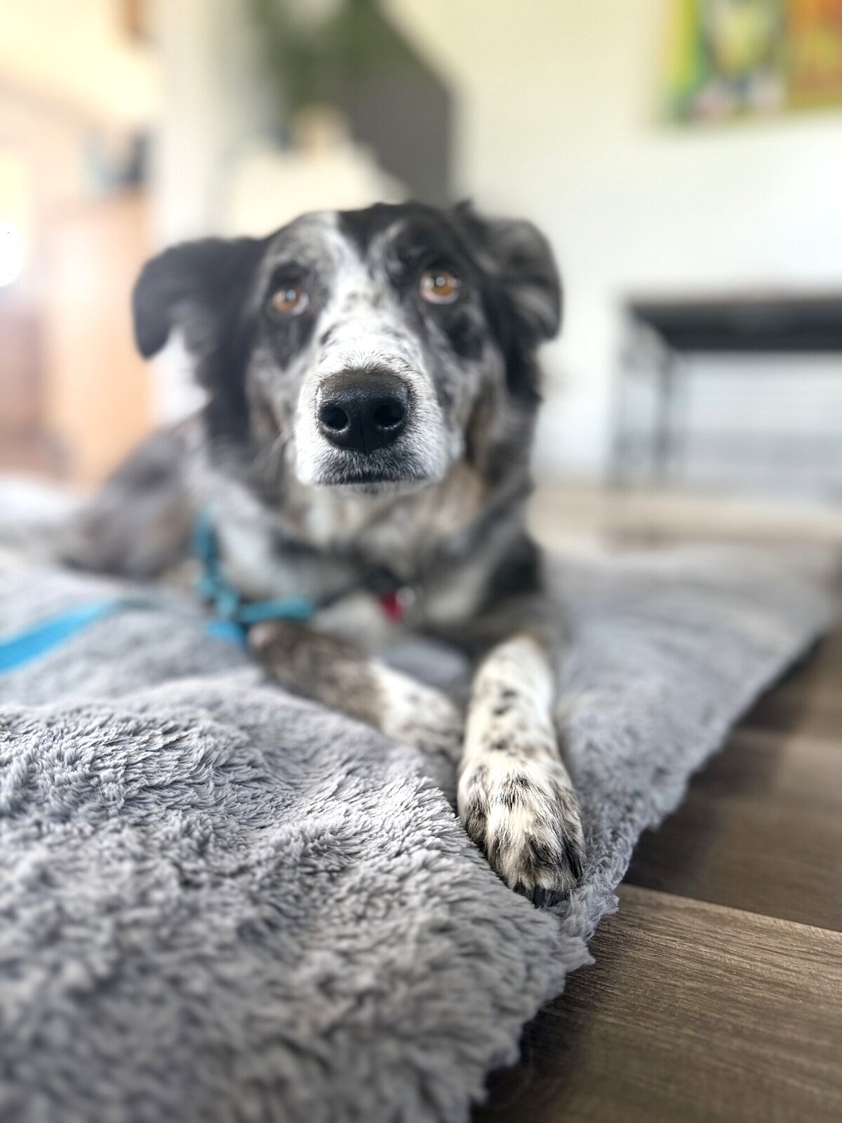 Merle herding mix relaxed on a place bed indoors