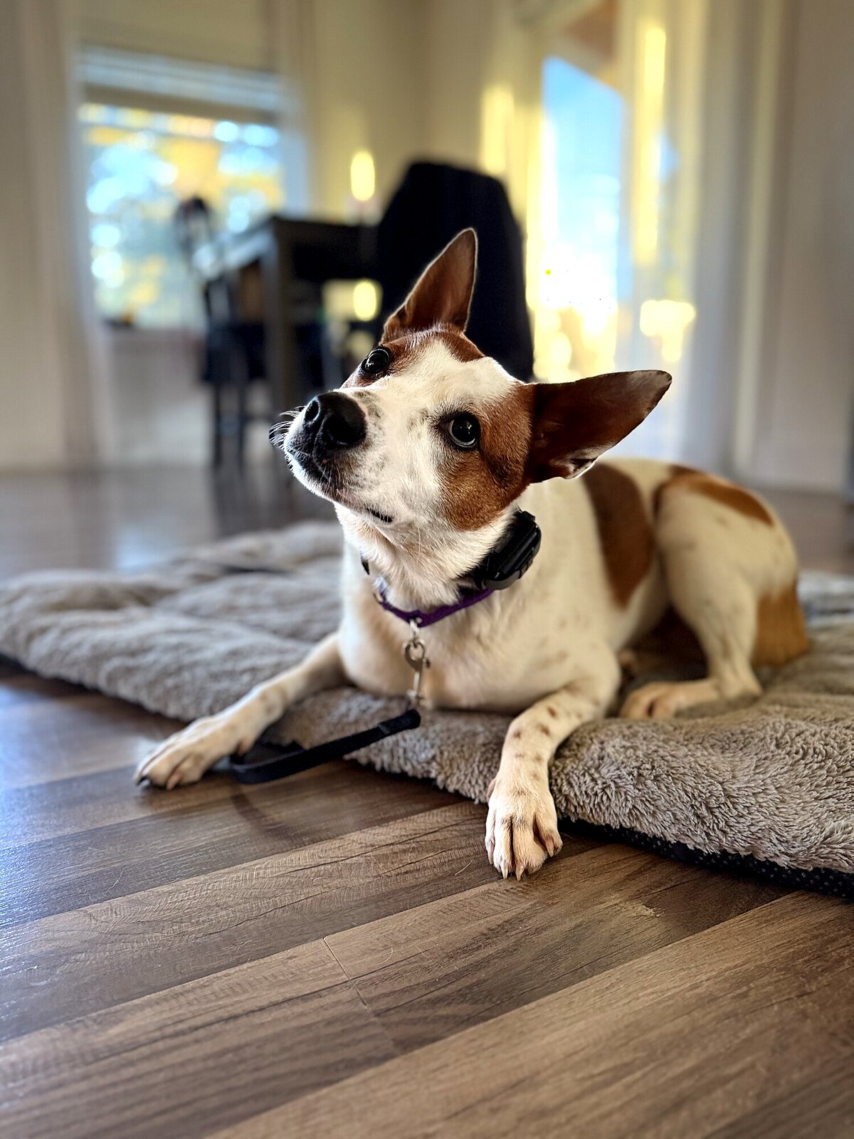 Jack Russell mix attentive on a place bed